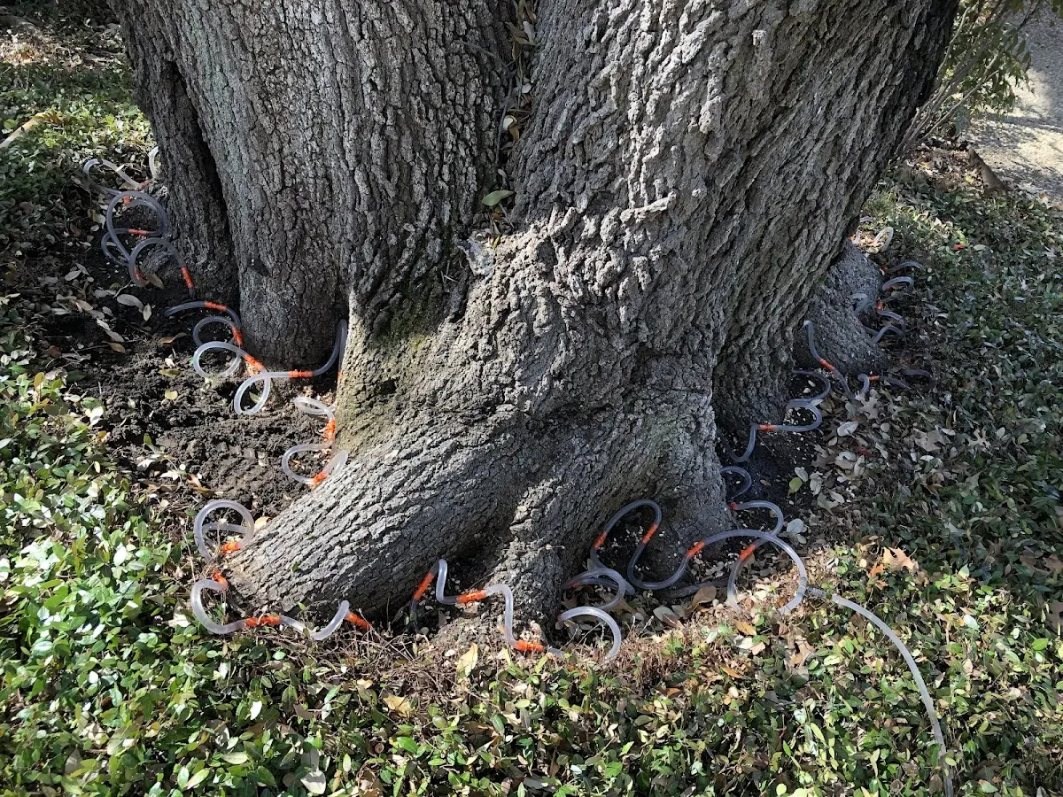 Detailed Shrub and Hedge Trimming job site in Mansfield
