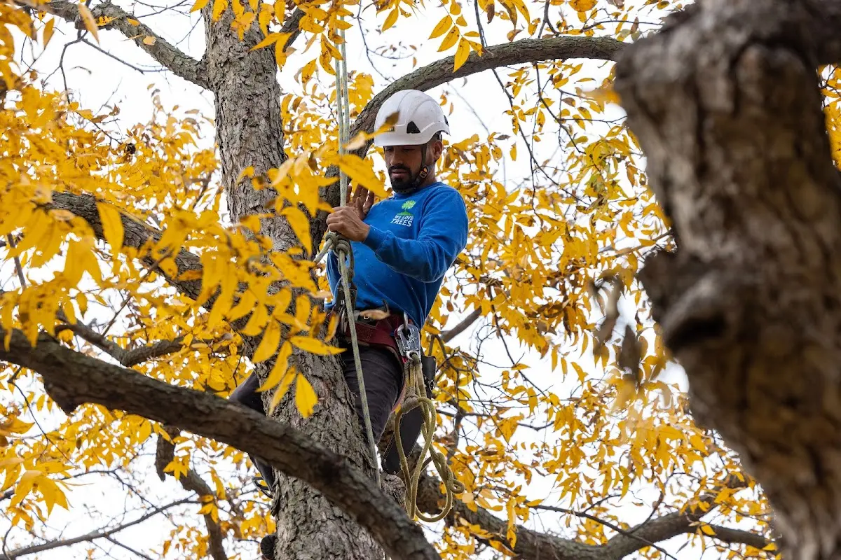 Skilled Tree Transplanting crew working in Mansfield